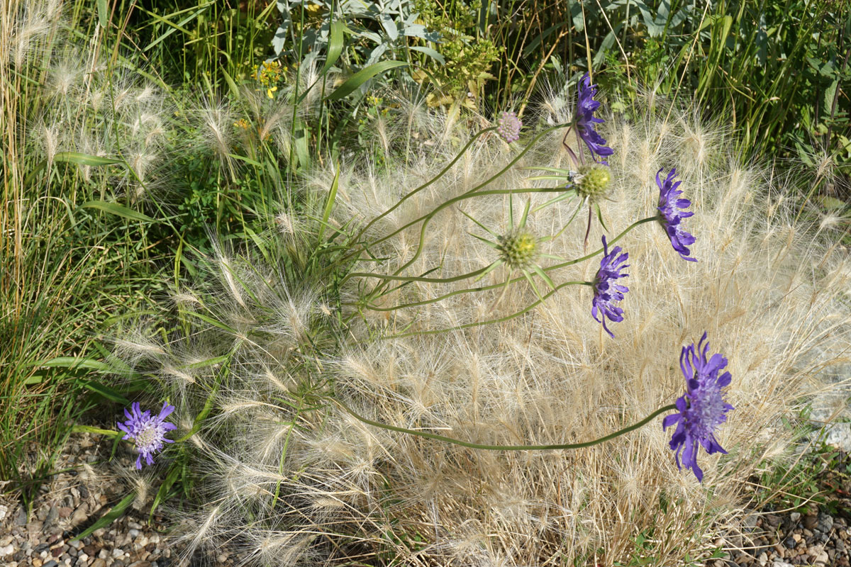 Ячмень гривастый (лат. Hordeum jubatum)