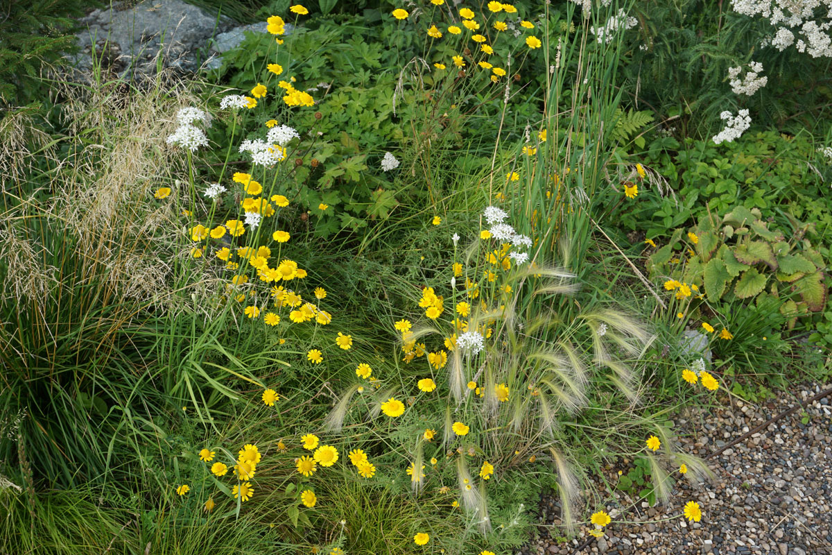 Ячмень гривастый (лат. Hordeum jubatum)