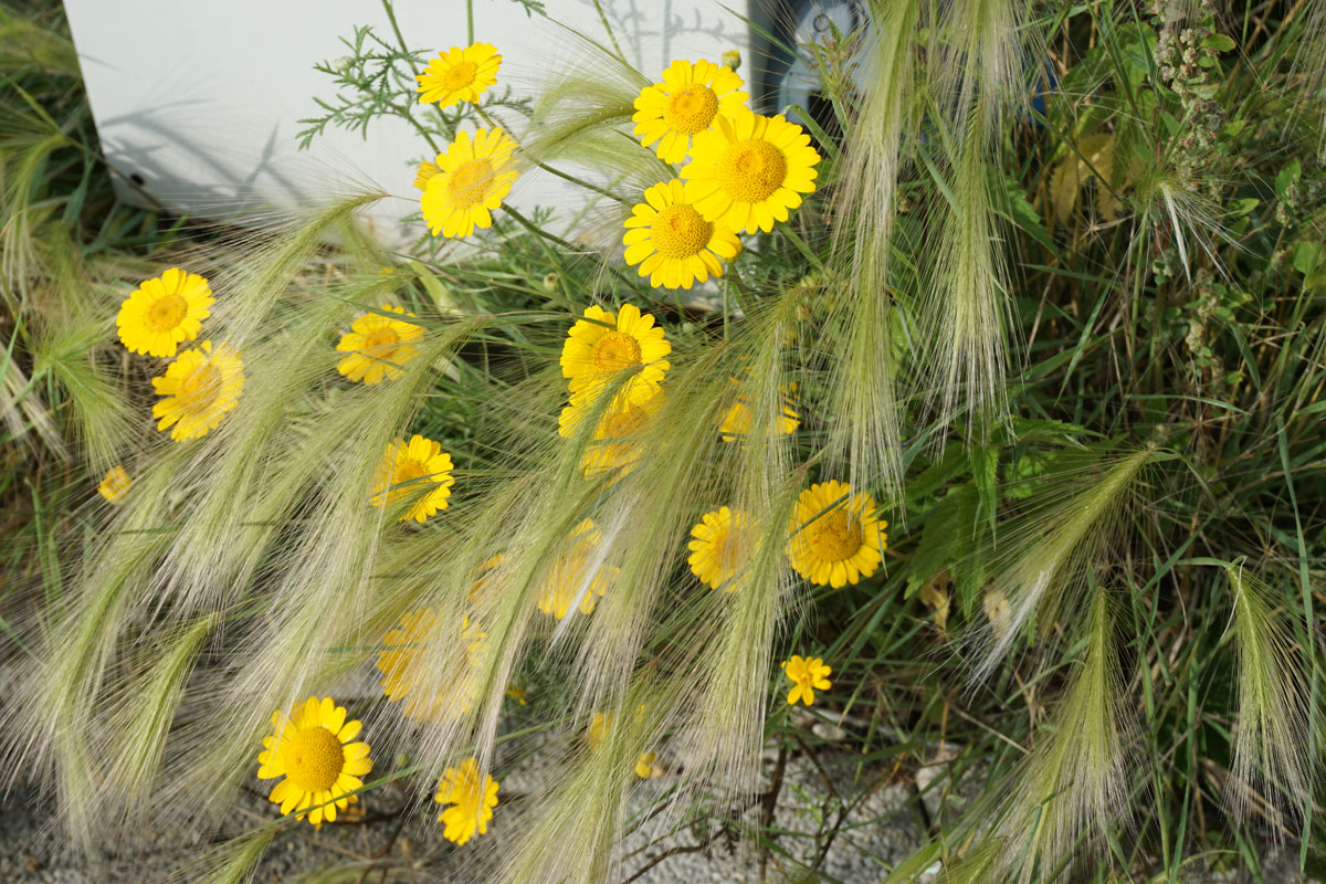 Ячмень гривастый (лат. Hordeum jubatum)
