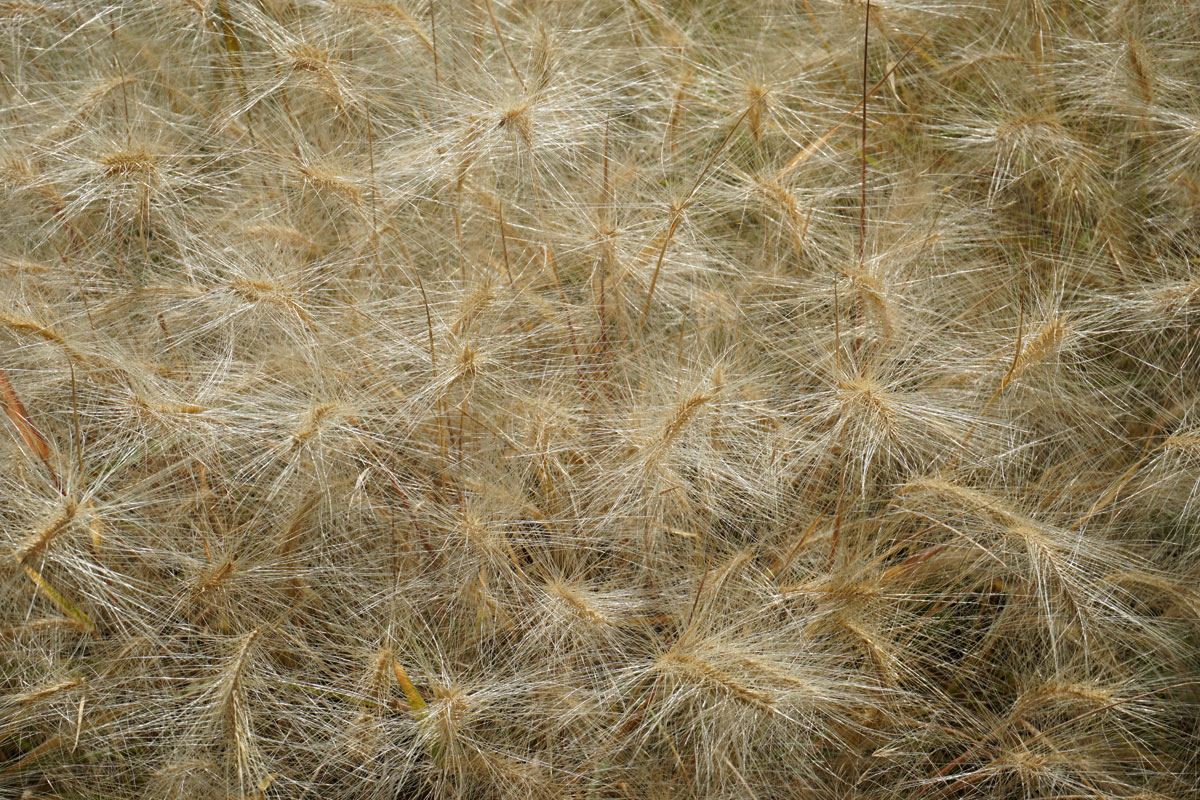 Ячмень гривастый (лат. Hordeum jubatum)