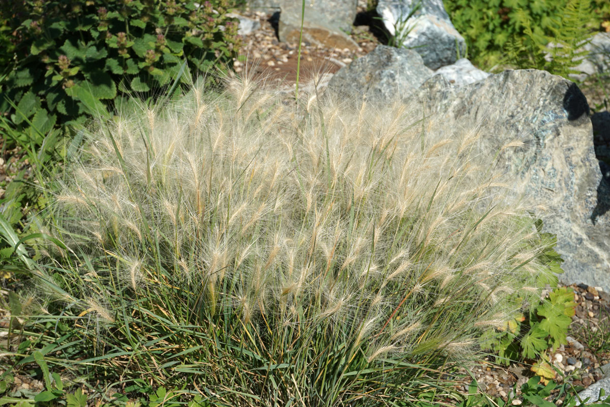 Ячмень гривастый (лат. Hordeum jubatum)