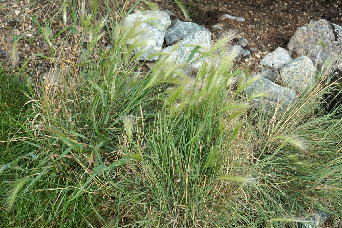 Ячмень гривастый (лат. Hordeum jubatum)