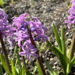 Гиацинты (лат. Hyacinthus)
