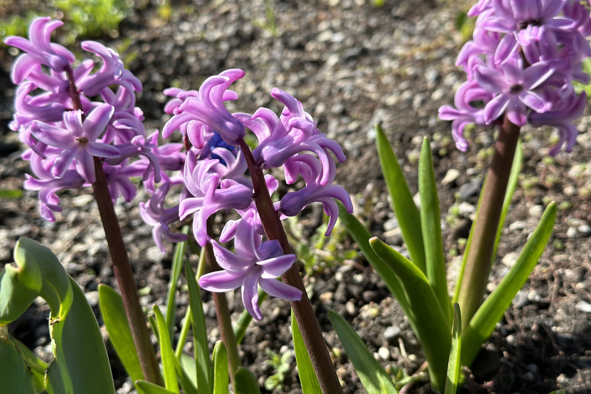 Гиацинты (лат. Hyacinthus)