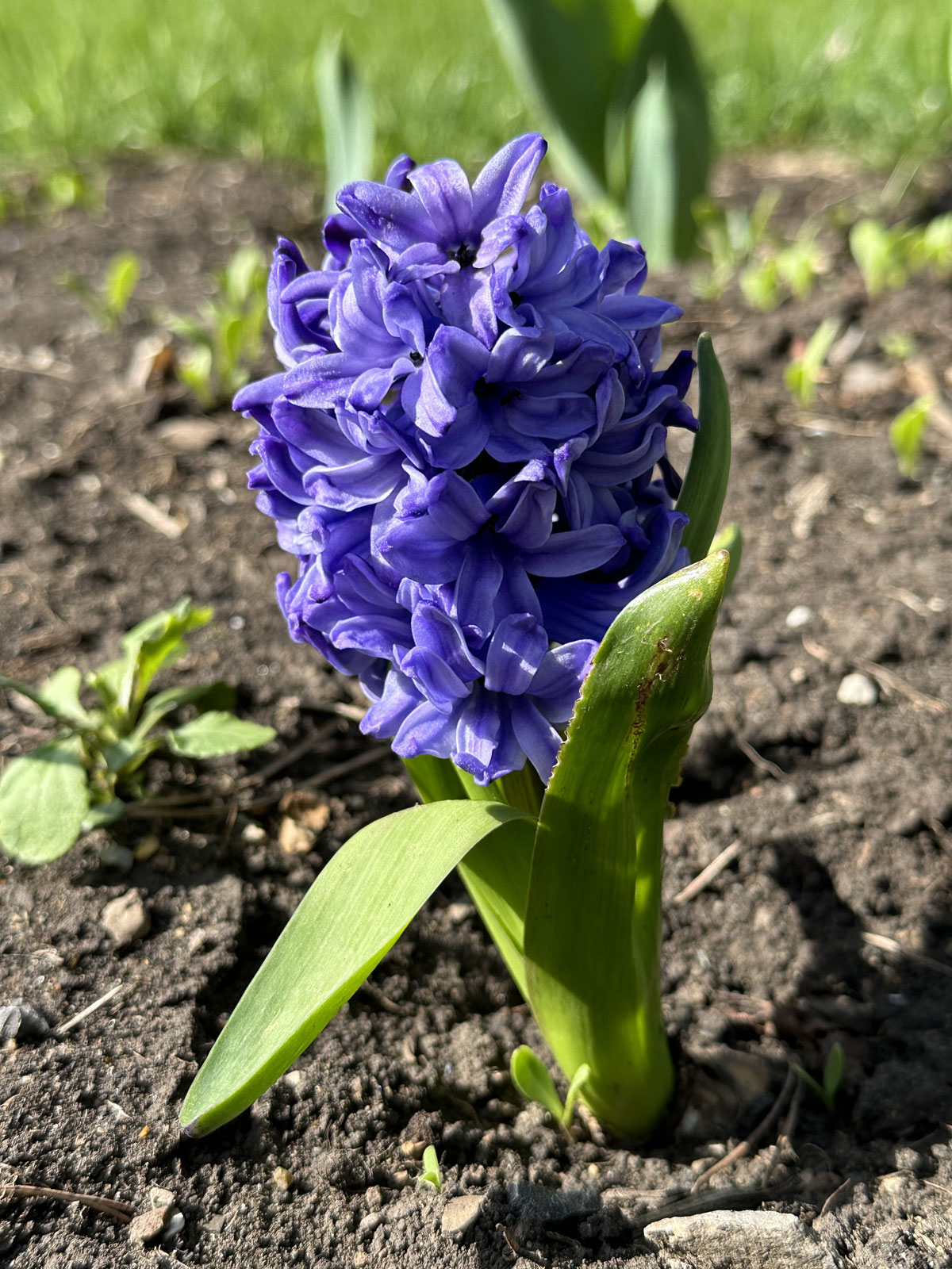 Гиацинт синий