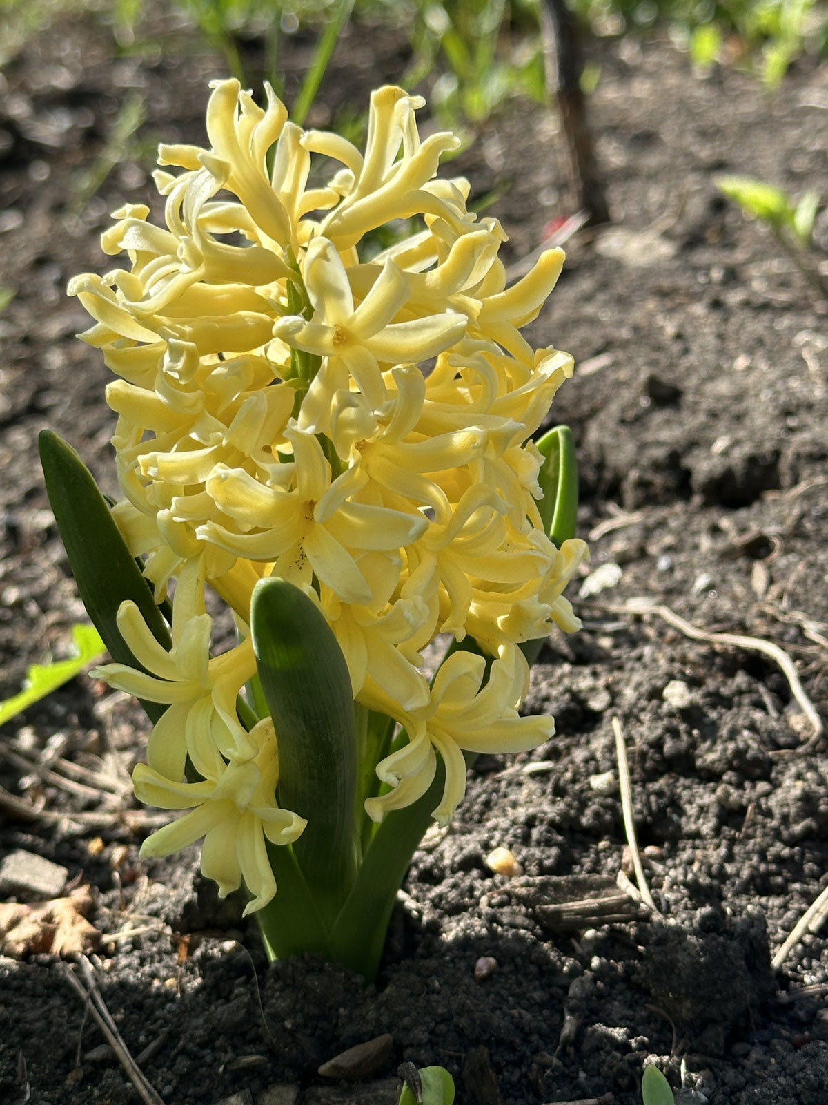 Гиацинт желтый