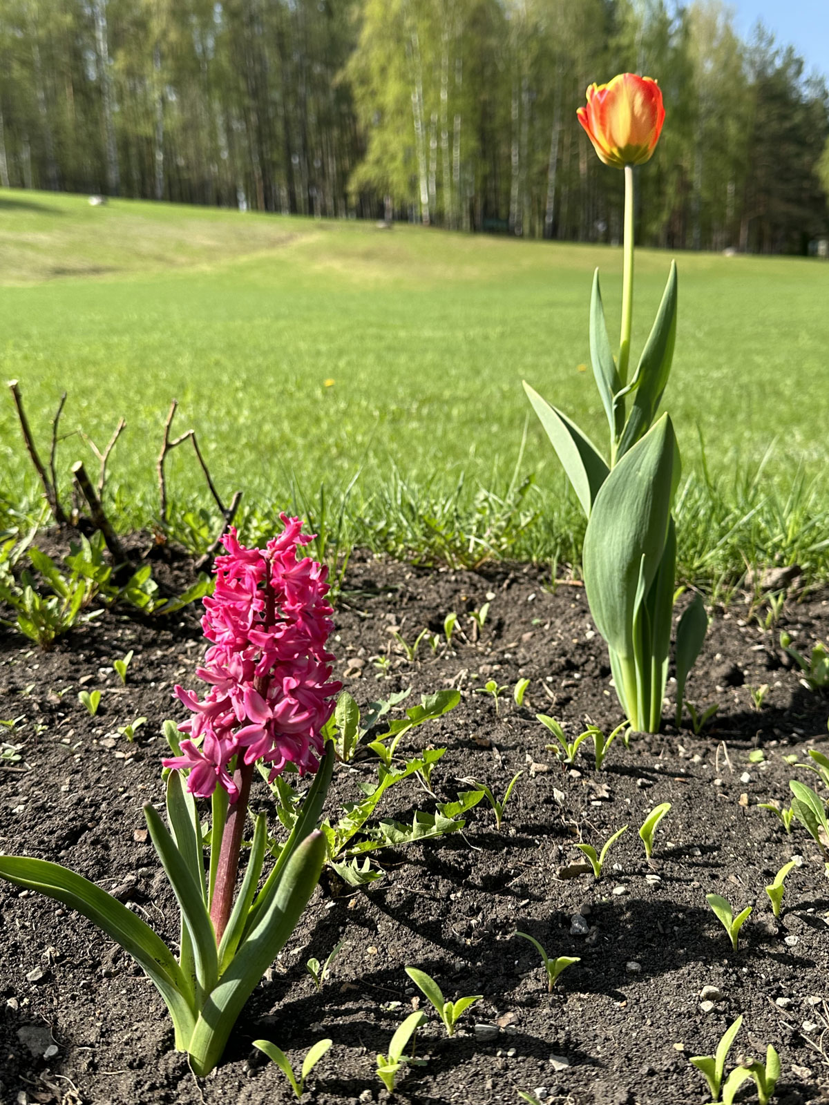 Гиацинт (лат. Hyacinthus)