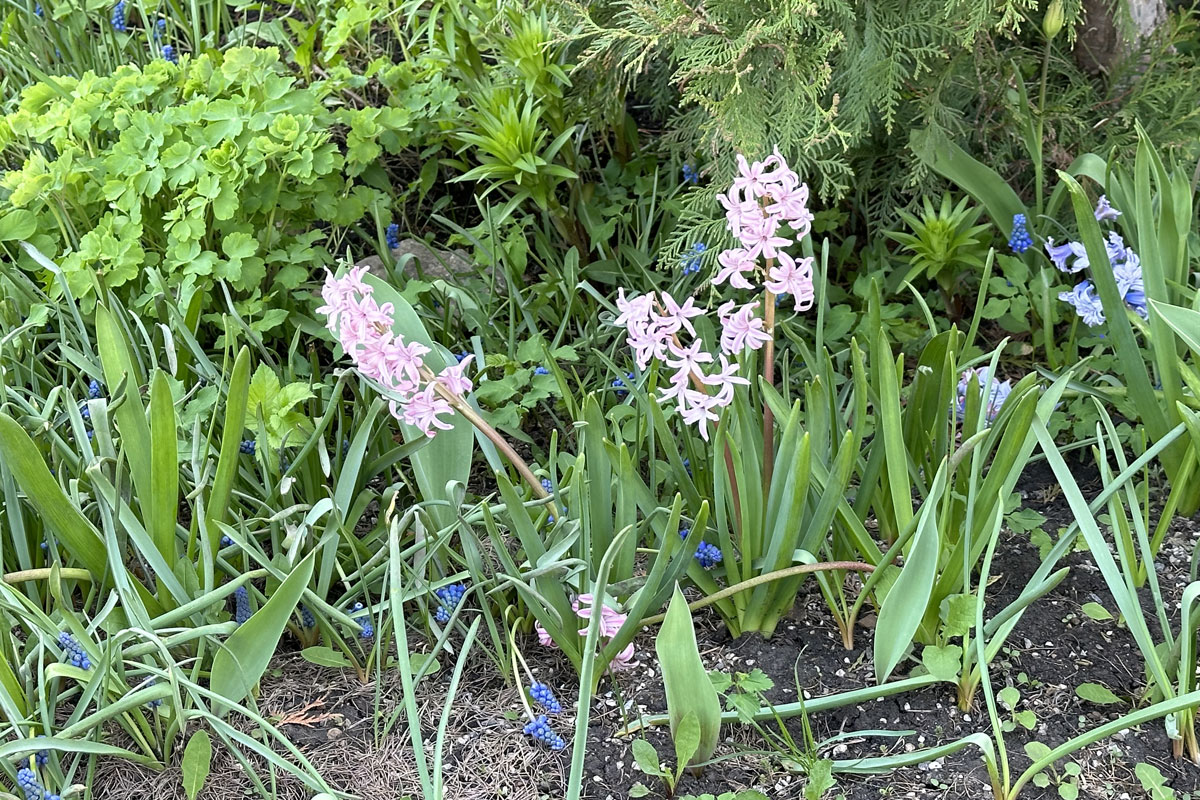 Гиацинты (лат. Hyacinthus)