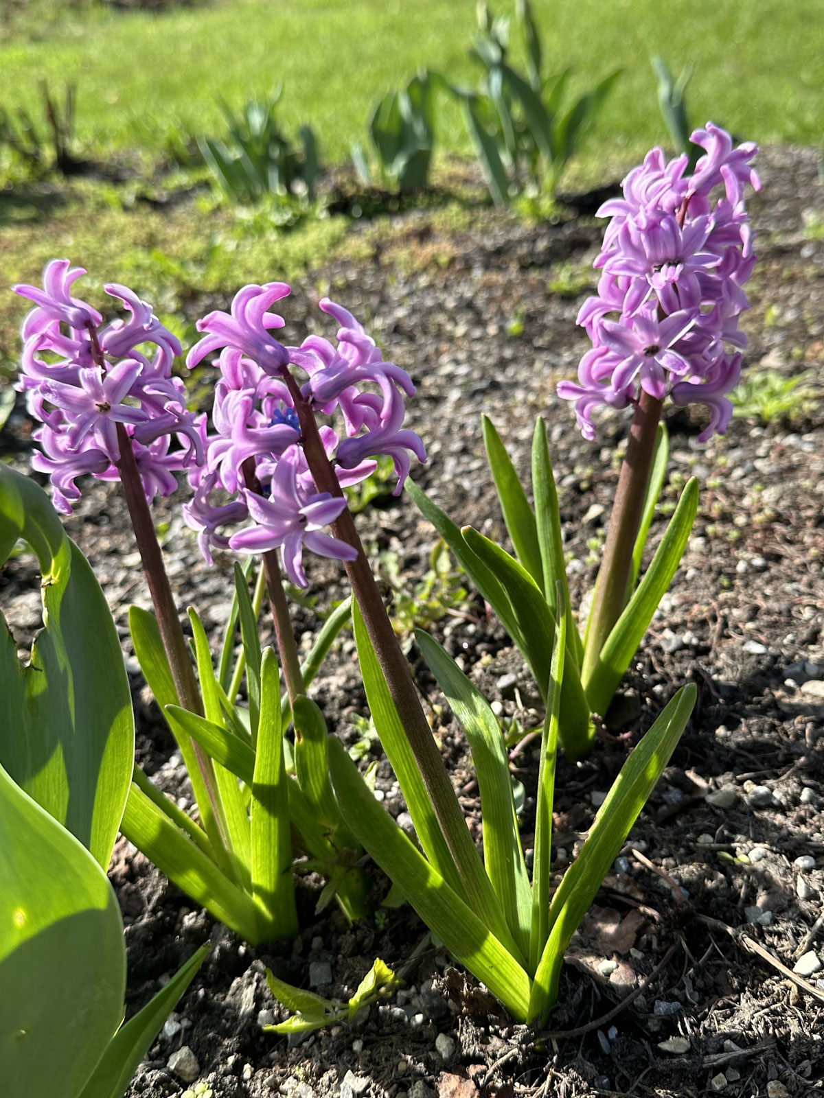 Гиацинты (лат. Hyacinthus)
