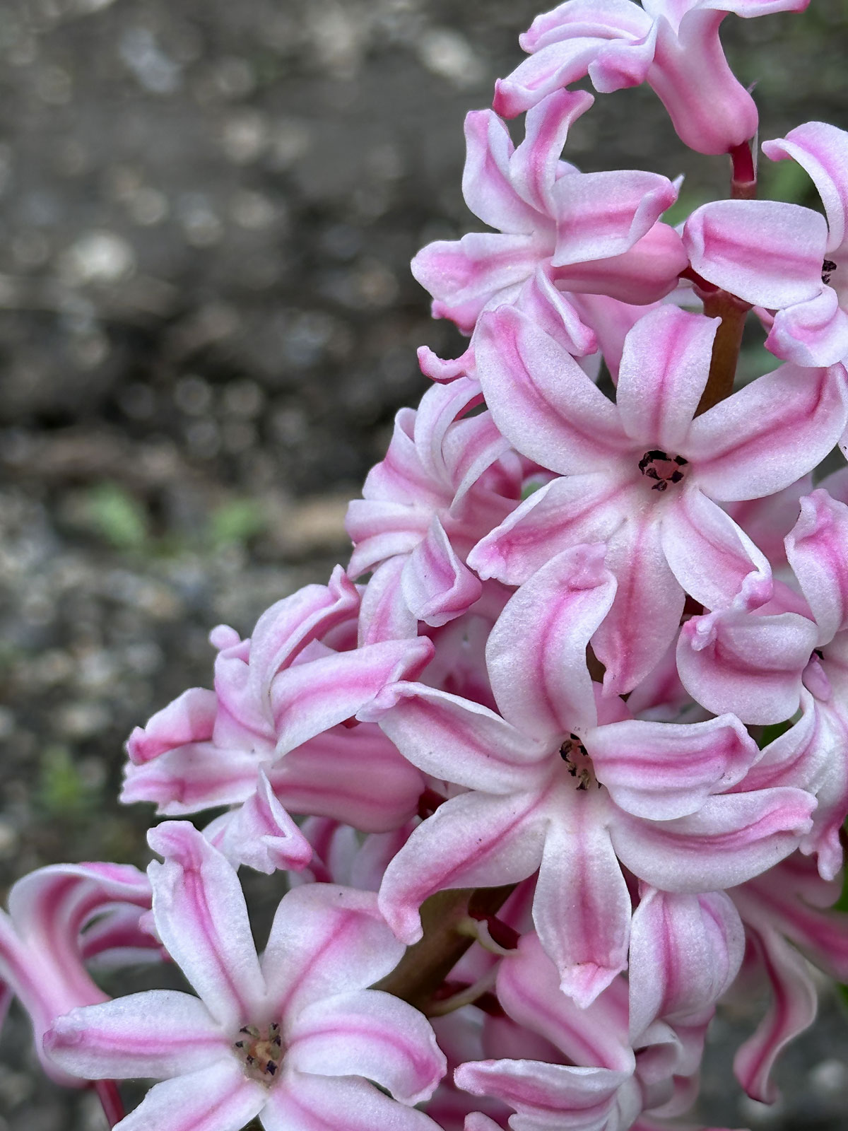 Гиацинт (лат. Hyacinthus)