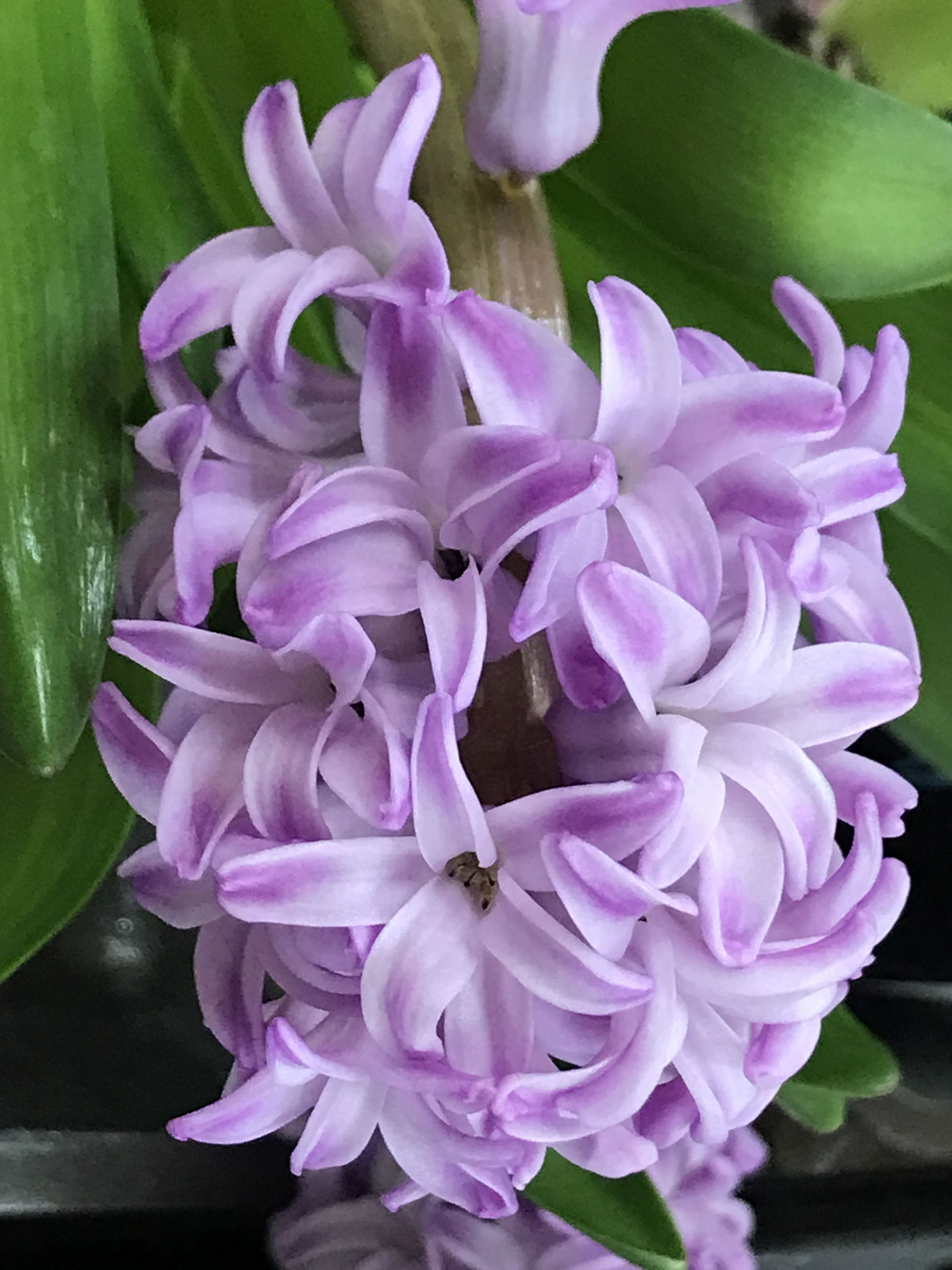 Гиацинт (лат. Hyacinthus)