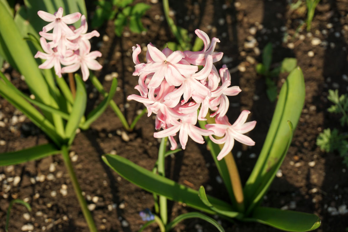 Гиацинт (лат. Hyacinthus)