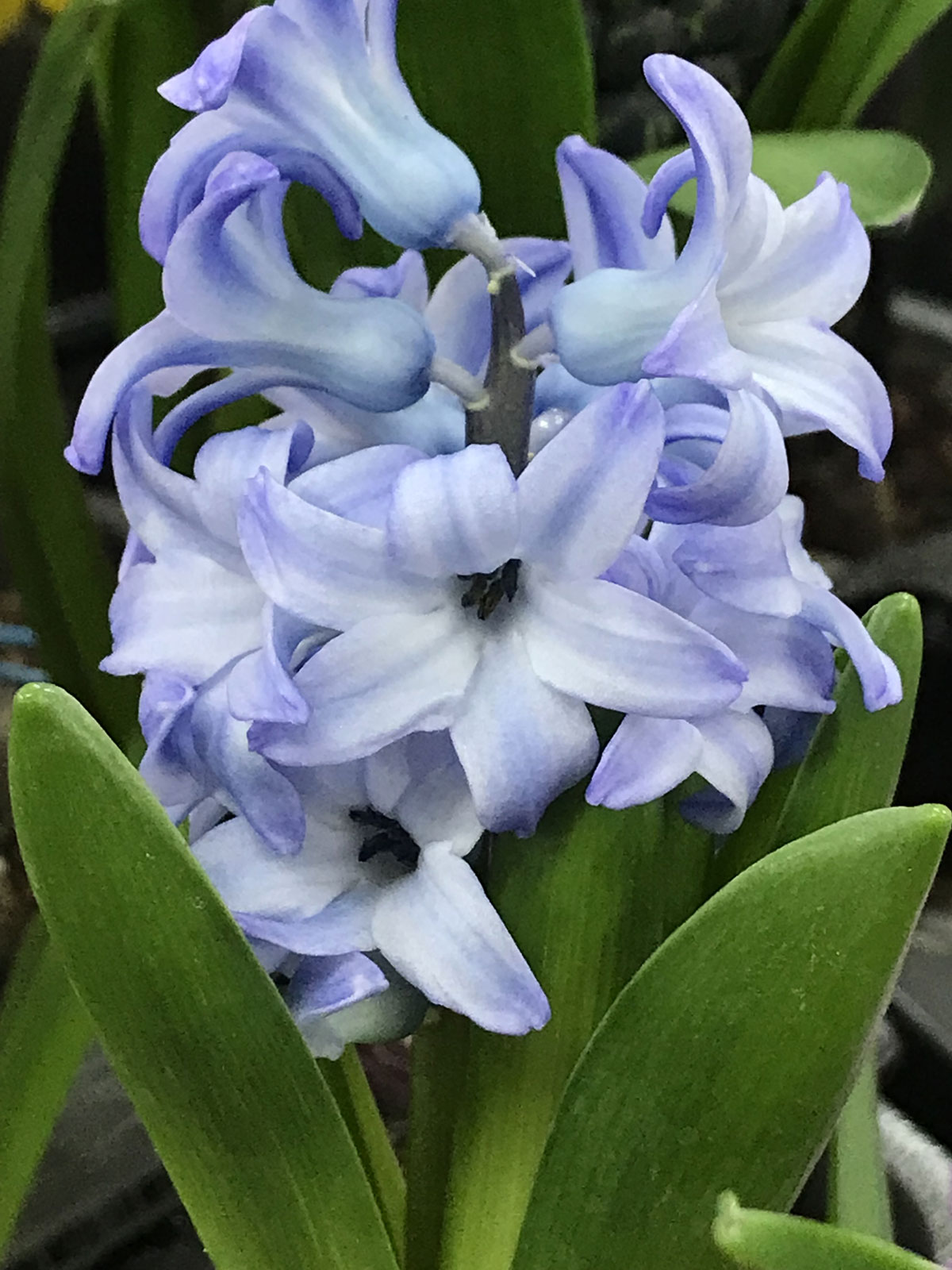 Гиацинт (лат. Hyacinthus)