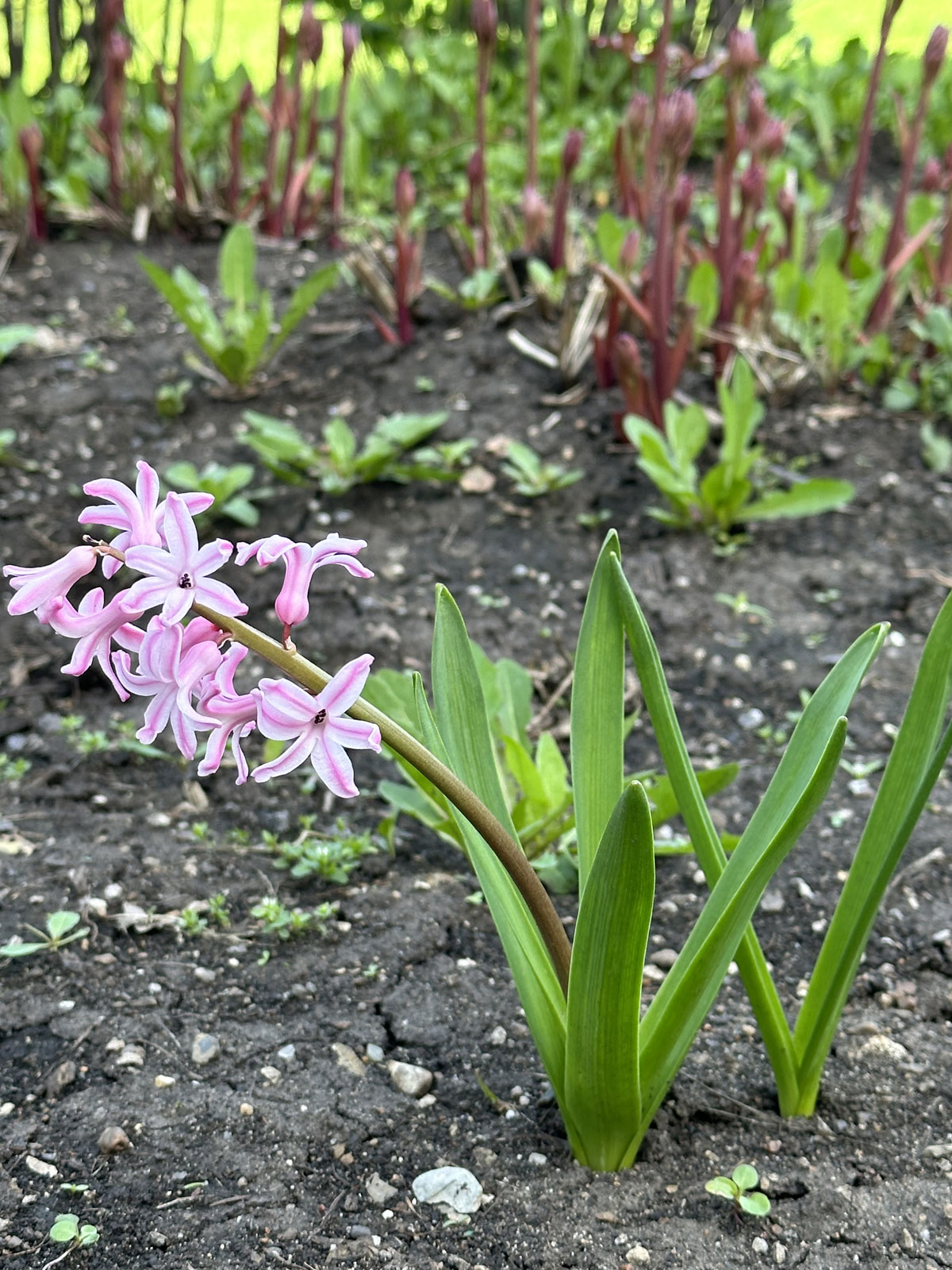 Гиацинт (лат. Hyacinthus)
