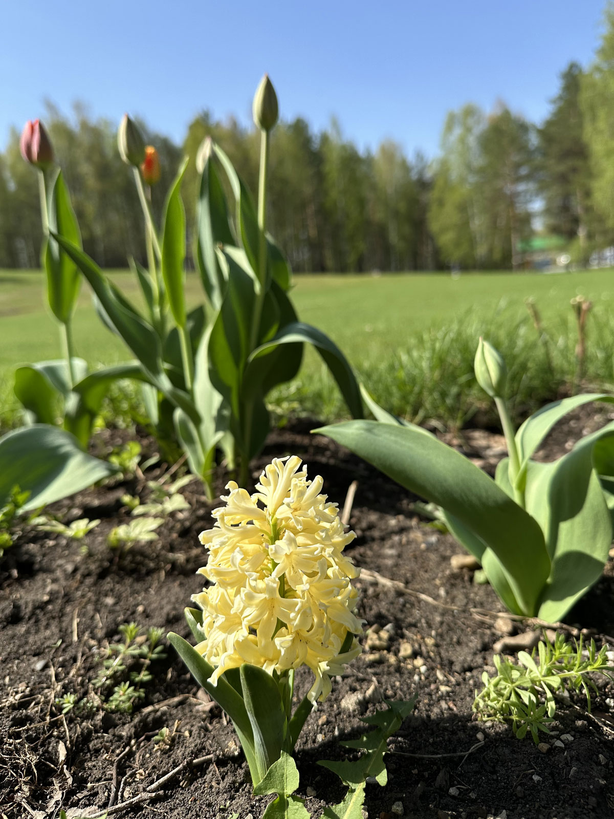 Гиацинт желтый на фоне тюльпанов