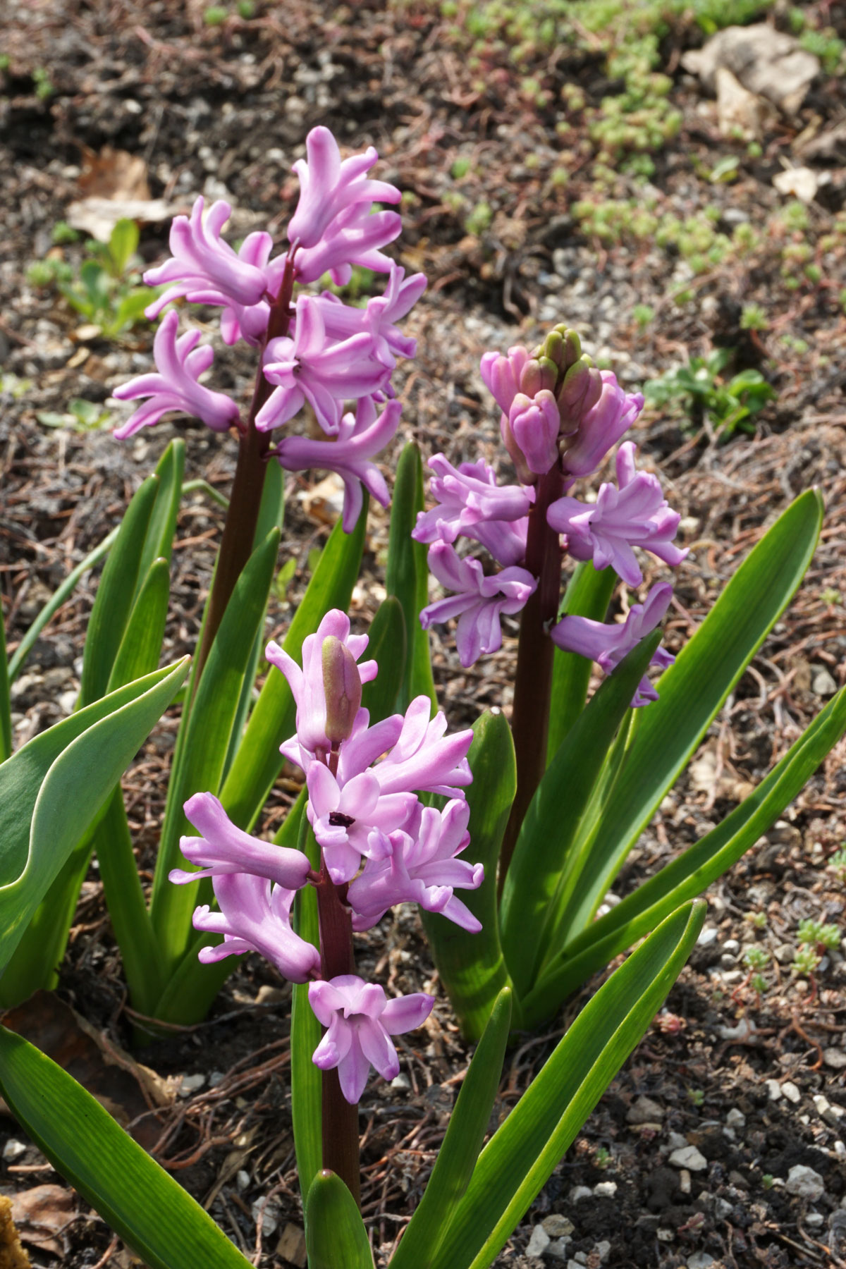 Гиацинты (лат. Hyacinthus)