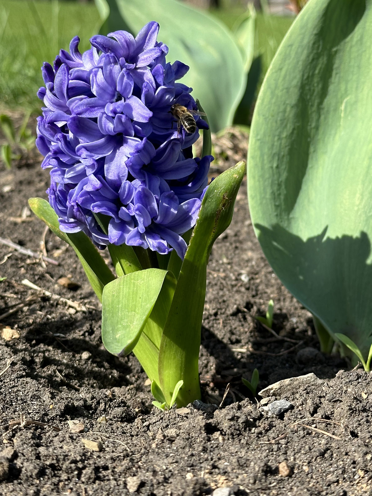 Гиацинт синий