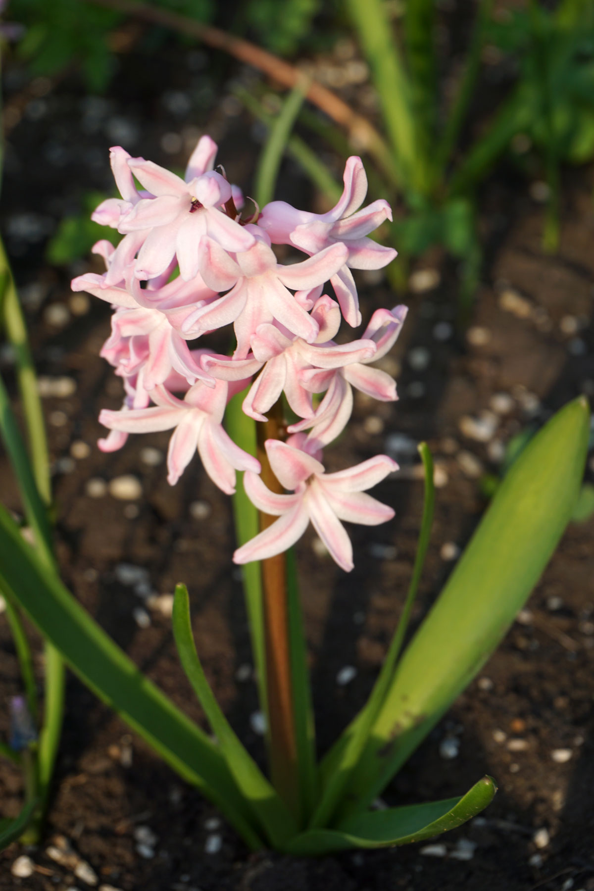 Гиацинт (лат. Hyacinthus)