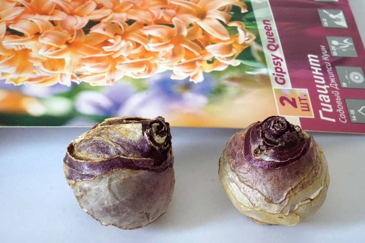 Луковицы гиацинтов