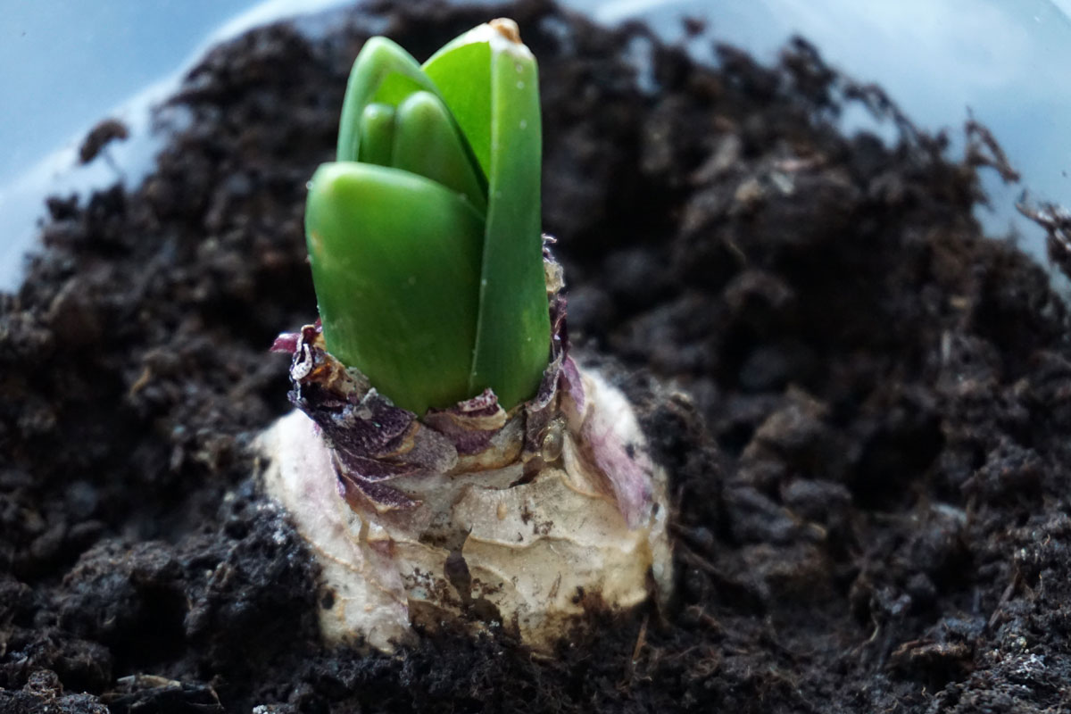 Гиацинт (лат. Hyacinthus)