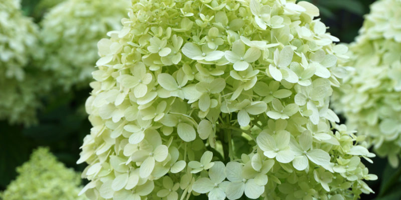 Гортензия метельчатая (лат. Hydrangea paniculata)
