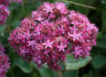 Очитник видный