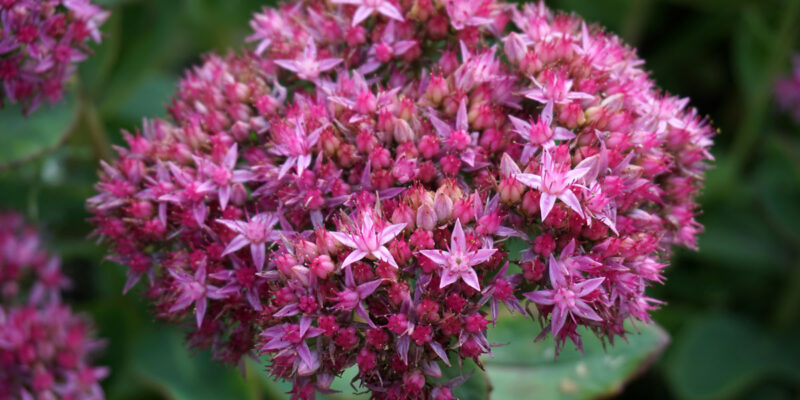 Очитник видный