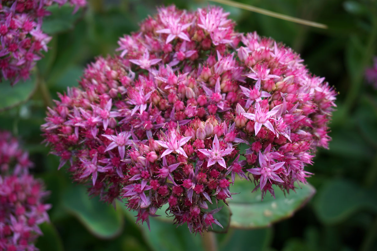 Очитник видный