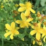 Зверобой продырявленный