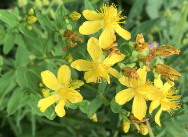 Зверобой продырявленный