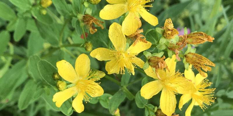 Зверобой продырявленный