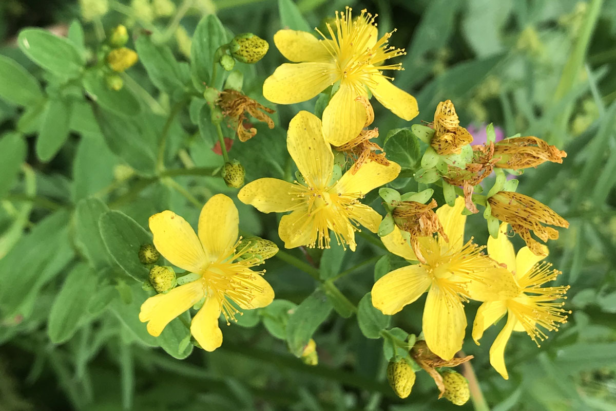 Зверобой продырявленный