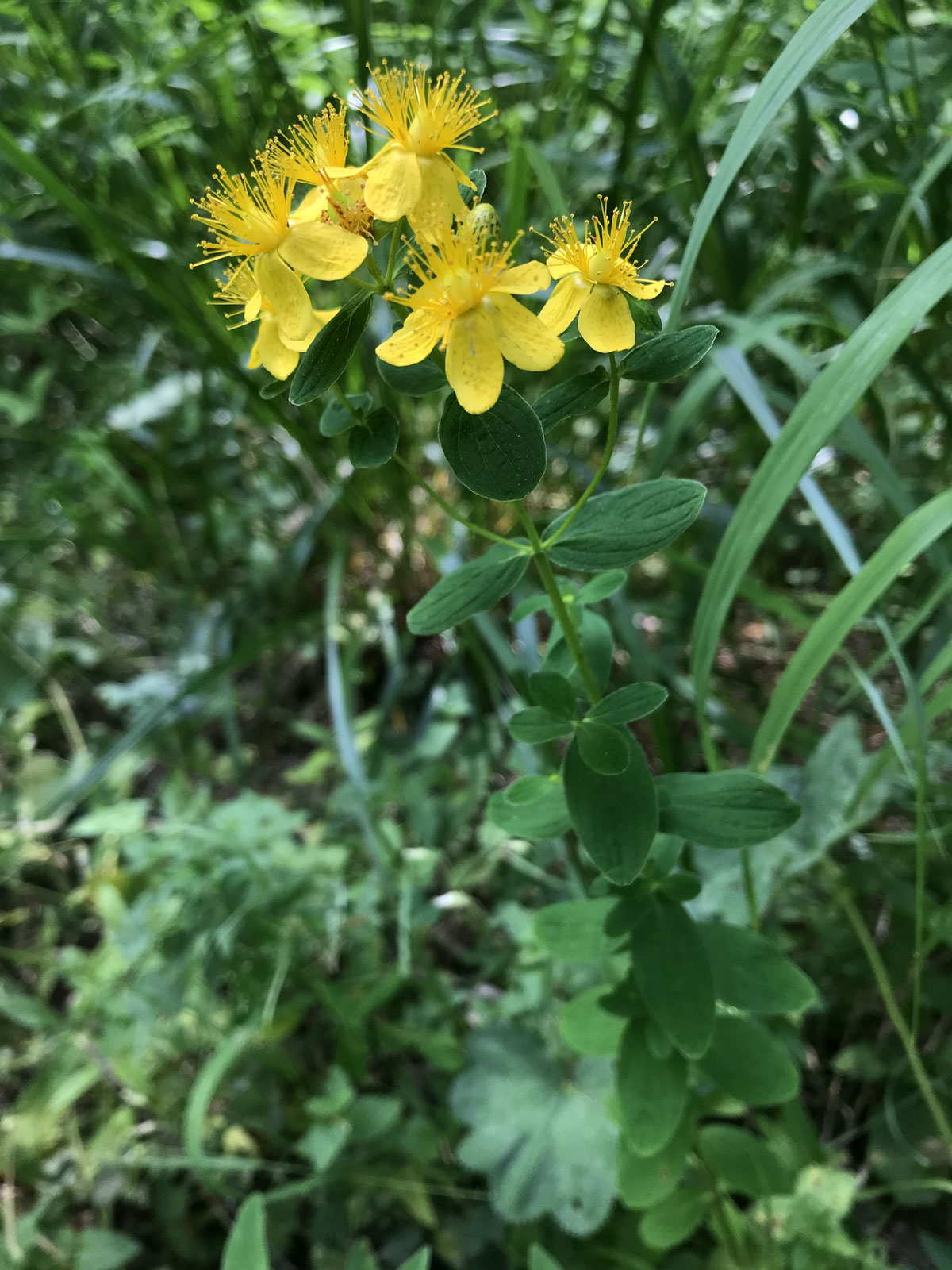 Зверобой продырявленный