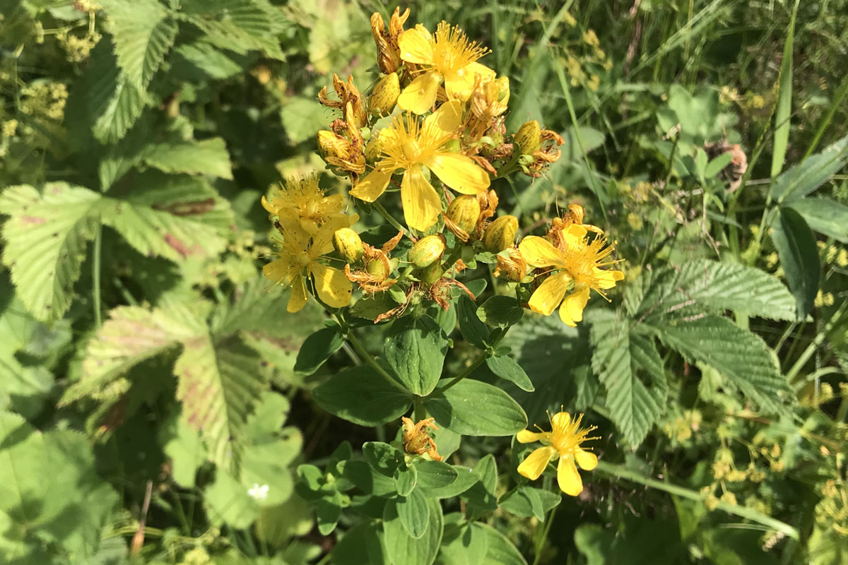 Зверобой продырявленный