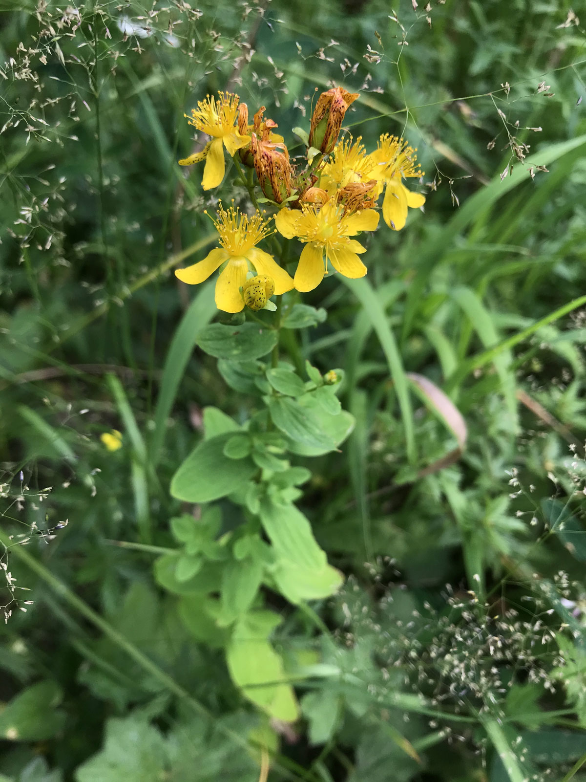 Зверобой продырявленный