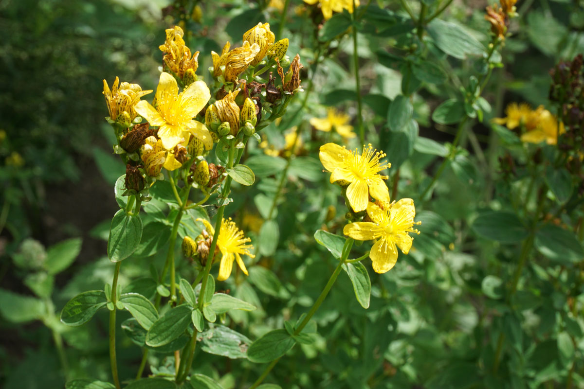 Зверобой продырявленный