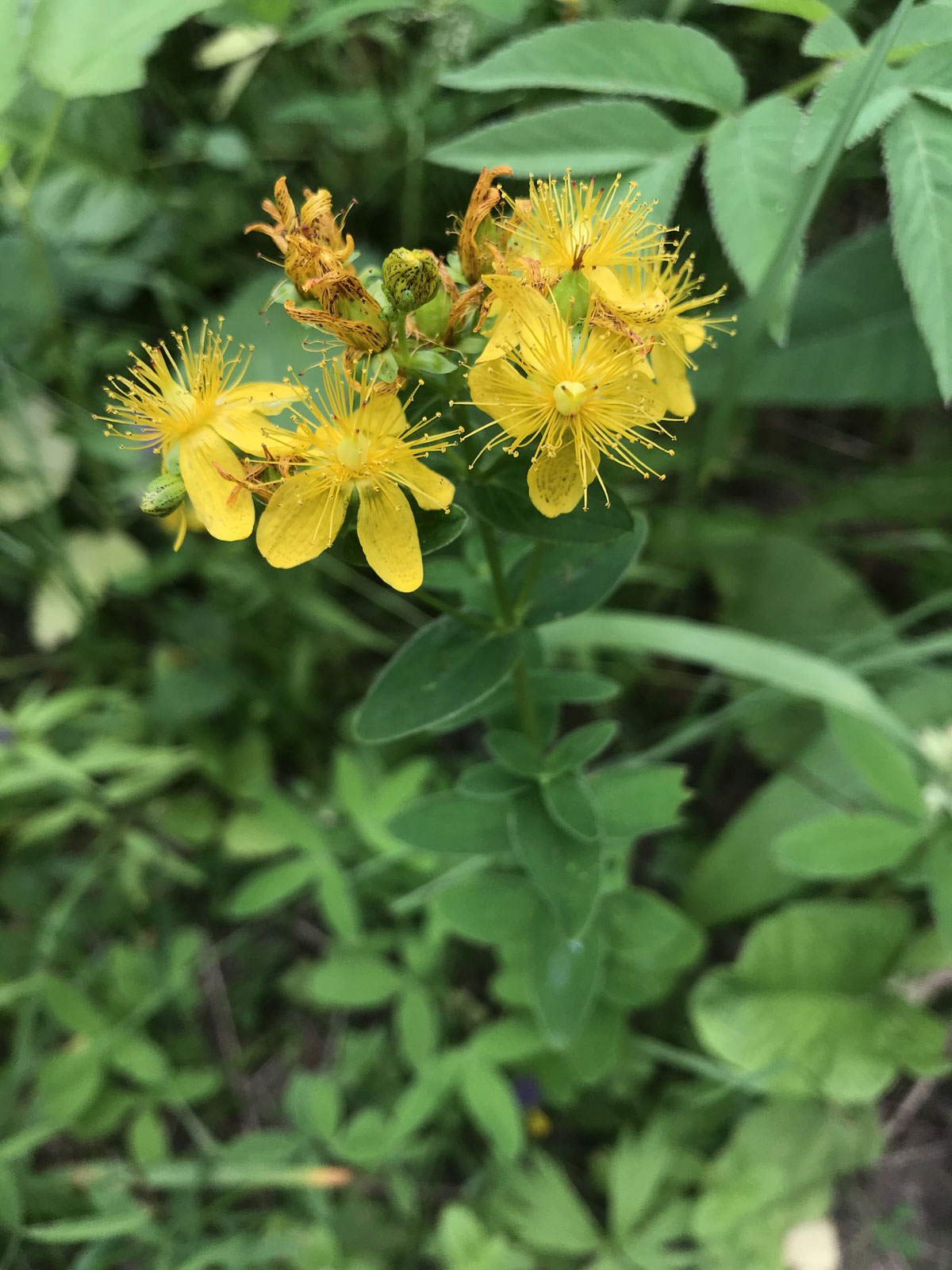 Зверобой продырявленный