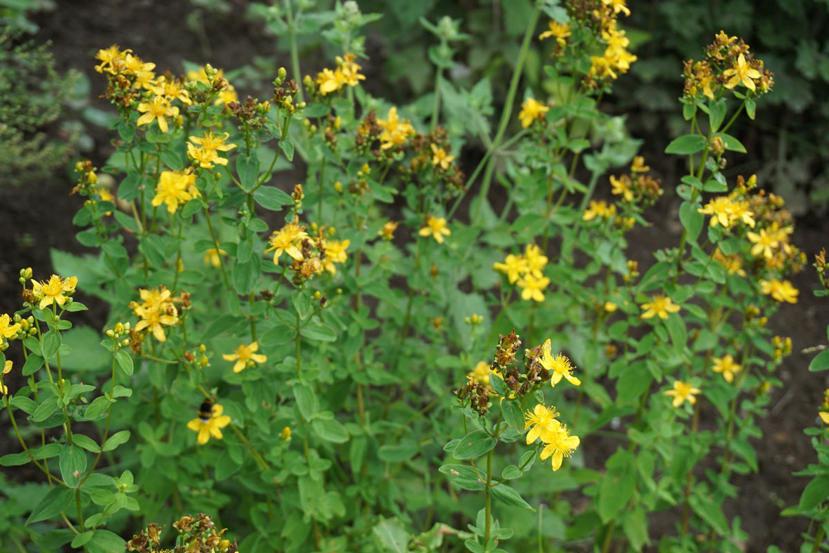 Зверобой продырявленный