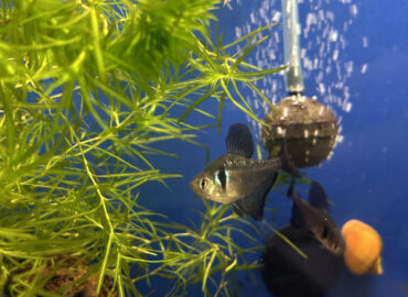 Черный фантом (лат. Hyphessobrycon megalopterus)