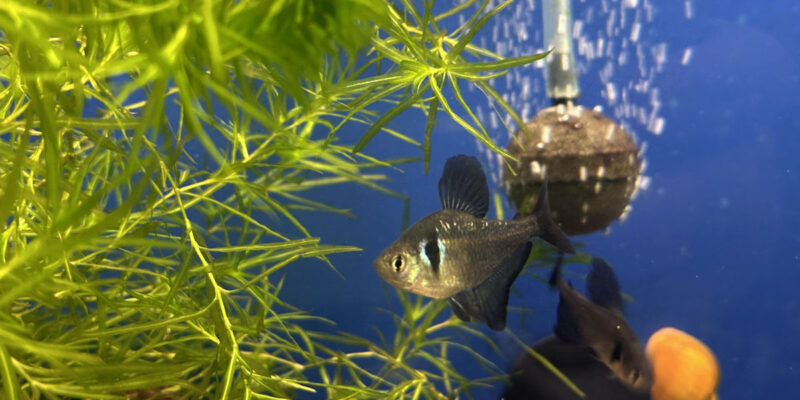 Черный фантом (лат. Hyphessobrycon megalopterus)