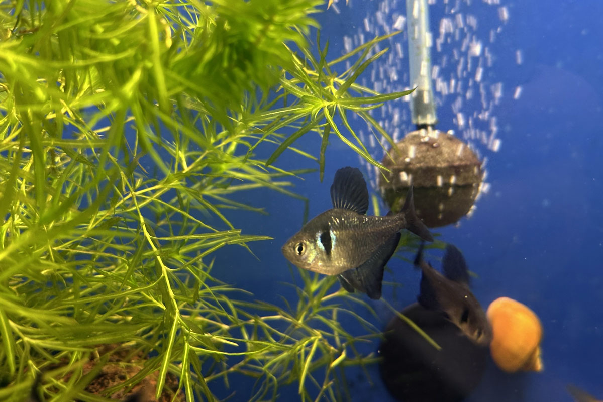 Черный фантом (лат. Hyphessobrycon megalopterus)