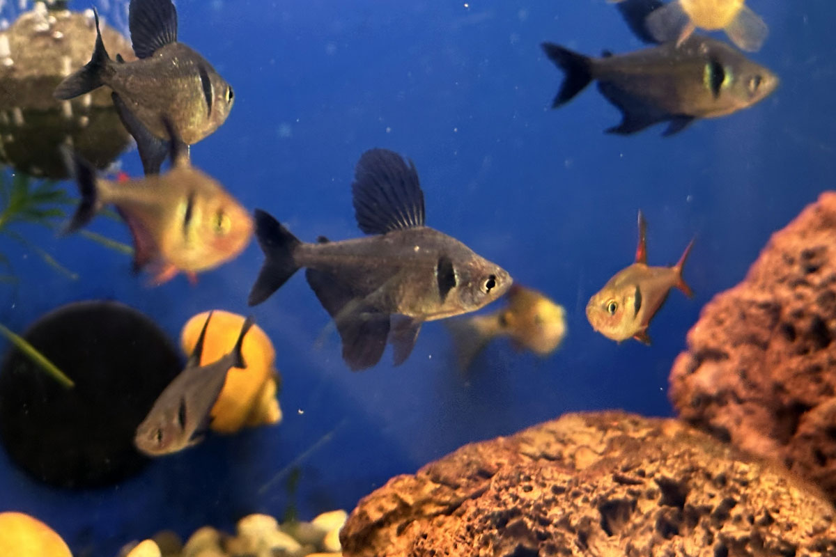 Рыбки Черный фантом в аквариуме