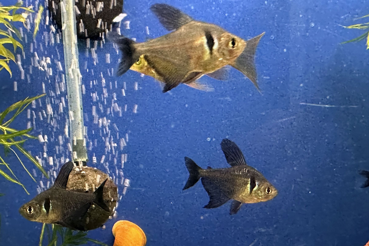 Рыбки Черный фантом в аквариуме