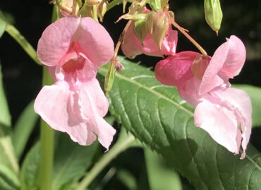 Недотрога железистая (лат. Impatiens glandulifera), или Недотрога желёзконосная