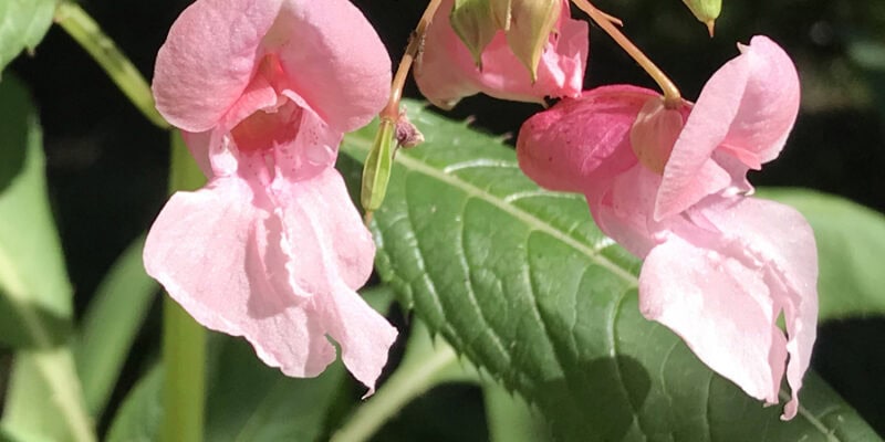 Недотрога железистая (лат. Impatiens glandulifera), или Недотрога желёзконосная