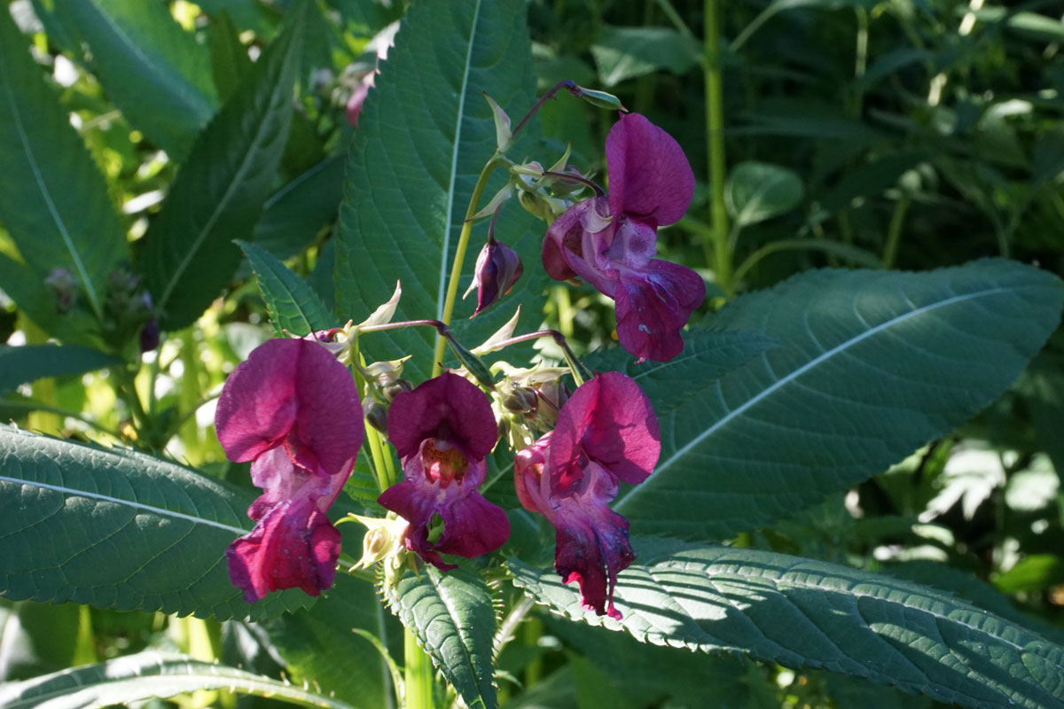 Недотрога железистая (лат. Impatiens glandulifera)