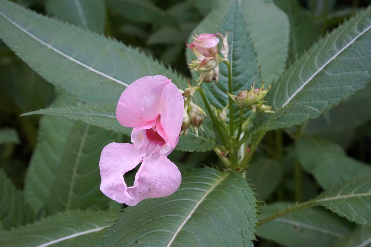 Недотрога железистая (лат. Impatiens glandulifera)