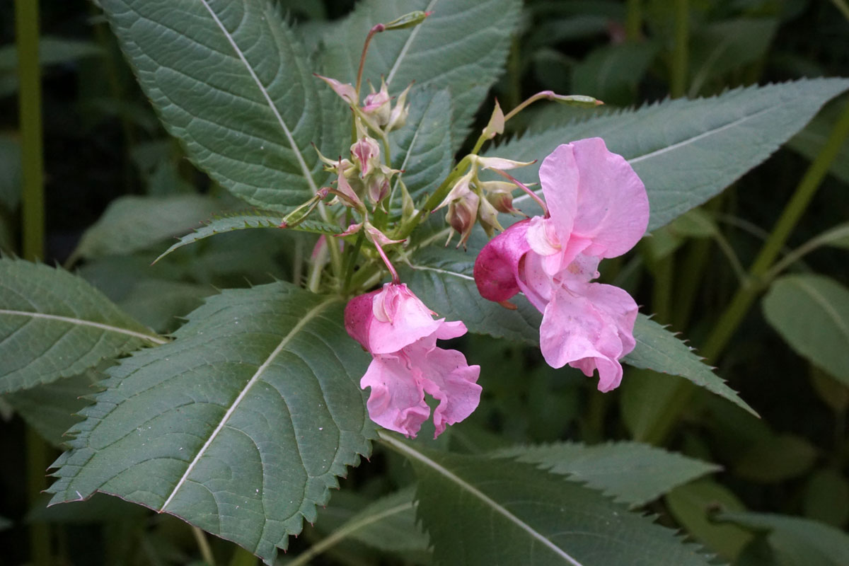 Недотрога железистая (лат. Impatiens glandulifera)