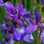 Ирис сибирский (лат. Iris sibirica)