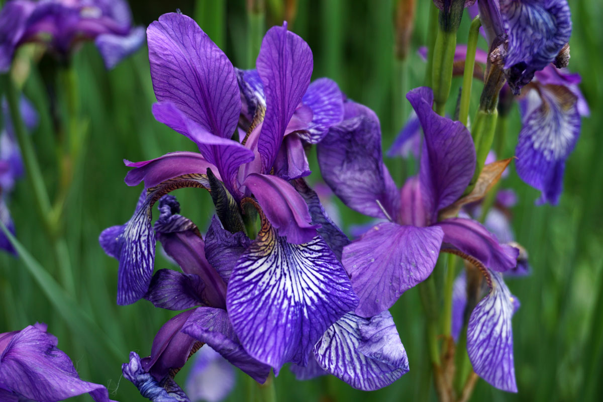 Ирис сибирский (лат. Iris sibirica)
